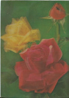 Flowers - Roses - 3D / Stereoscopique - Cartes Stéréoscopiques