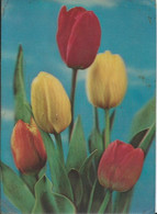 Flowers - Tulipe - 3D / Stereoscopique - Cartes Stéréoscopiques