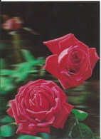Flowers - Roses - 3D / Stereoscopique - Cartes Stéréoscopiques