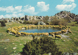 ELEVAGE..CPSM. 12. AU PAYS DES GRANDES CAUSSES.  MOUTONS  AU MIROIR DES LAVOGNES.  . - Elevage