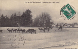 CHATEAUVILLAIN - Parc - Les Daims - Chateauvillain