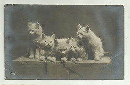 CUCCIOLI DI GATTO, FOTOGRAFICA 1912 VIAGGIATA  FP - Cats