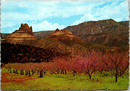 Arizona Oak Creek Canyon Peach Blossoms In Sedona - Sedona