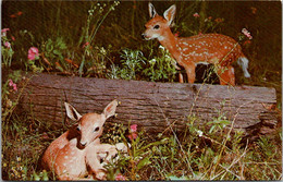 Florida Silver Springs Deer At Tommy Bartlett's Deer Ranch - Silver Springs