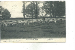 Oostmalle Schapen In De Weide Hoelen Nr 3314 - Malle