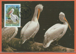 OISEAUX PELICANS ROUMANIE 4 CARTES FDC WWF DE 1984 - Pellicani