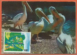 OISEAUX PELICANS ROUMANIE CARTE FDC DE 1977 - Pelikane