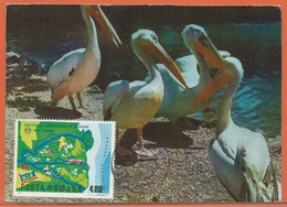 OISEAUX PELICANS ROUMANIE CARTE FDC DE 1977 - Pelicans