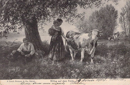 CPA ANIMAUX - VACHES - Mittag Auf Dem Felde - Illustration 1904 - Mucche