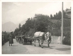 Photographie D'un Attelage Tiré Par Un Boeuf - Longue Charette - Transport AT IGLS - Format 9x13cm - Sonstige & Ohne Zuordnung