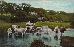 2098 – Bulls In Water – Animals - Theochrom Series No. 862 – Postmark 1909 – 2 Scans - Taureaux