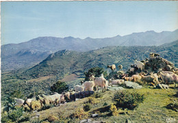 AGRICULTURE. CORSE. ELEVAGE . TROUPEAU DE CHEVRES. - Elevage