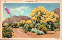 Palo Verde In Bloom - Autres & Non Classés
