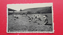 Le Repiquage Des Plants De Tabac.Avril-Loiseau.Frahan S/Semois - Tabac