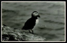 Ref 1579 - Real Photo Postcard - The Chief Puffin - Puffin Island Anglesey Wales - Bird Theme - Anglesey