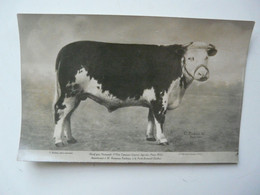 CPA CONCOURS GENERAL AGRICOLE : BOEUF GRAS NORMAND - Paris 1932 - Elevage