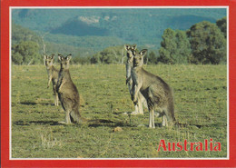 Australien - Kangaroos - Nice Stamp - Outback