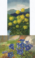 Anna Haller Suisse 5 Cartes Fleurs - Haller, A.