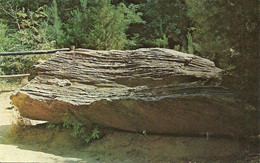 Mississippi Petrified Forest - Flora - Mississippi - Autres & Non Classés