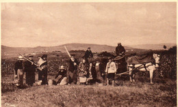 EN BEAUJOLAIS CARTE PHOTO LA RENTREE DE LA VENDANGE BELLE ANIMATION - Vignes