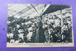 Argentina  Buenos Aires Culitivos De F.Hintremeyer Olivos Cangallo 701 Invernaculo De Orquideas - Argentina