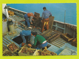 Pêche Pêcheurs Débarquement Des Crustacés Langoustes Dormeurs Araignées Sur Le Pont D'un Bateau VOIR DOS - Pêche