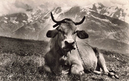 CPA Une Belle Tarine à L'alpage - Vache Avec Une Cloche - Koeien