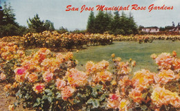 San Jose Municipal Rose Gardens, San Jose, California - San Jose