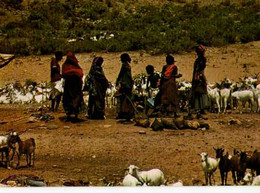 DJIBOUTI  Ravitaillement En Eau, Chevres - Djibouti