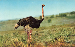 CP Animaux - Ostrich - Autruche - African Wild Life - Sapra Studio Nairobi - Andere & Zonder Classificatie