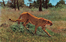 CP Animaux - Cheetah - Guepard - African Wild Life - Sapra Studio Nairobi - Sonstige & Ohne Zuordnung
