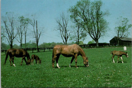 Kentucky Lexington Thouroughbred Horses At The Kentucky Horse Center Training Center - Lexington