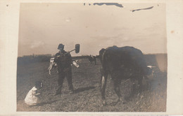 Vache Pâturant Au Tiers (carte Photo) - Elevage