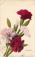 Illustrateur Raphael Tuck - Lot De 2 Cpa - Carnations 1909 - Tuck, Raphael