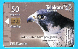 HAWK - Slovenian Old Rare Card * Faucon Falke Falco Halcón Falcão Birds Of Pray Rapace Bird Raptors Raptor - Águilas & Aves De Presa