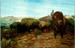 North Dakota Badlands American Buffalo Or Bison - Other & Unclassified