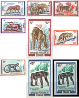 193896 MNH CONGO 1972 FAUNA SALVAJE - Chimpanzés