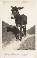 Photo Gaberell Thalwil Suisse Mulet - âne Sur Un Sentier Maultier Esel - Sent