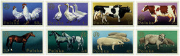 61672 MNH POLONIA 1975 ANIMALES DOMESTICOS - Unclassified