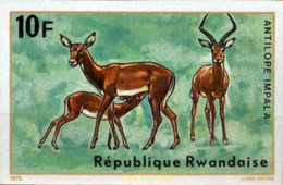 222011 MNH RUANDA 1975 ANTILOPES - 1970-1979