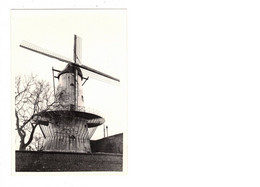 Deerlijk   FOTO  Van De Molen Ter Geest      1980   MOLEN  MOULIN - Deerlijk