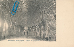 Souvenir De COXYDE - Avenue De Peupliers - Koksijde