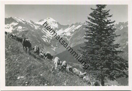 Elm - Hausstock - Geissen Ziegen - Foto-AK Grossformat - Verlag E. Frei-Altherr Elm - Elm