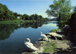 GREOUX LES BAINS - LES CYGNES AU BORD DU VERDON - Gréoux-les-Bains