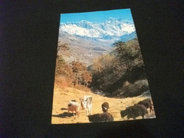 MUCCA  Vacca, Mucca, Cow, Koe, Vache, Vaca NEPAL NU TSE MT. EVEREST LHO TSE - Népal