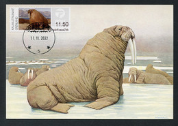 GREENLAND (2022) Carte Maximum Card ATM - Morse, Walrus, Walross, Odobenus Rosmarus, Walruses - Maximumkarten (MC)