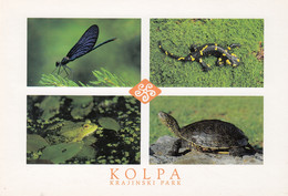 Turtle Frog Salamander Postcard - Tartarughe