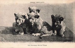 CPA Cirque Ancillotti - Les Lionceaux Nés Au Cirque - Animaux - Zirkus