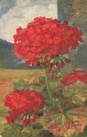 FLEURS  - Géraniums - Haller, A.