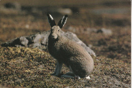 SAINT PIERRE ET MIQUELON - La Faune De St Pierre Et Miquelon - Le Lièvre Arctique En Mue - Saint-Pierre-et-Miquelon